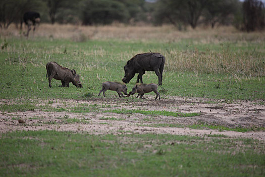 野生,疣猪,猪,危险,哺乳动物,非洲,大草原,肯尼亚