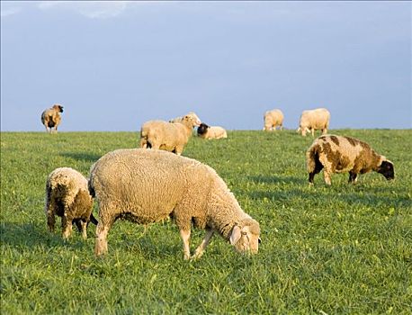 绵羊,浏览,草场