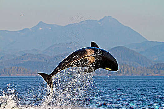 逆戟鲸,岛屿,靠近,多纳格,头部,海峡,不列颠哥伦比亚省,加拿大
