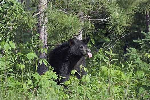 黑熊,伸舌头,明尼苏达,美国