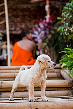 可爱,迷路,狗,看,楼梯,清迈,泰国