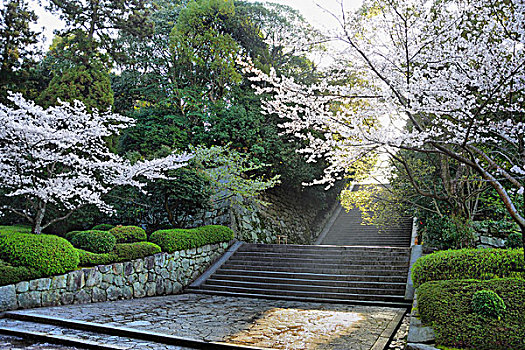 樱花,靠近,楼梯,庙宇,日本