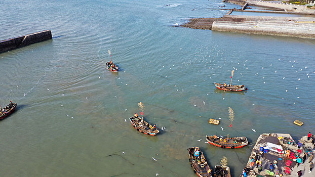 数千海鸥翱翔渔码头,构成人与自然和谐生态画卷