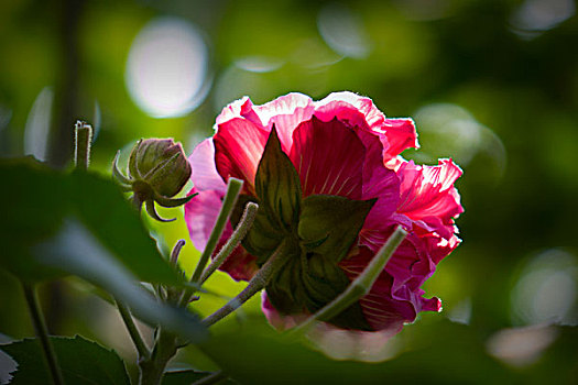 美丽的芙蓉花,木芙蓉,拒霜花,木莲,地芙蓉,华木