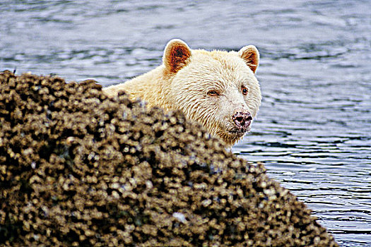 灵熊,不列颠哥伦比亚省,加拿大