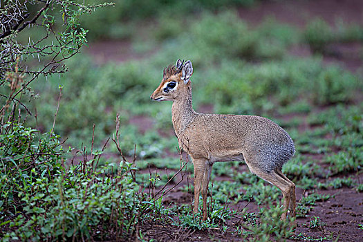 成年,雄性,站立,塞伦盖蒂国家公园,坦桑尼亚,非洲