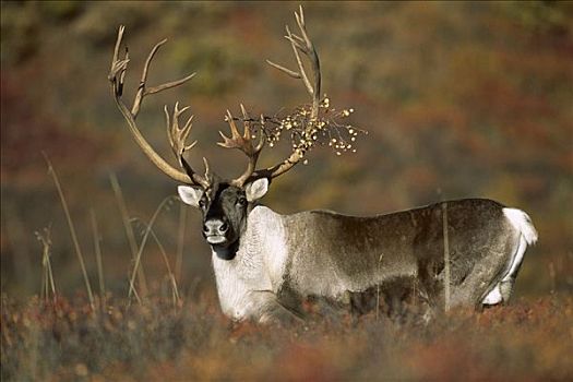 北美驯鹿,驯鹿属,雄性动物,秋天,苔原,枝条,抓住,鹿角,德纳利国家公园和自然保护区,阿拉斯加