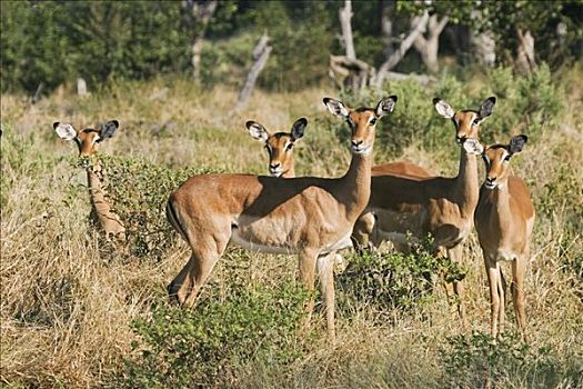 黑斑羚,莫瑞米,国家公园,野生动植物保护区,奥卡万戈三角洲,博茨瓦纳,非洲