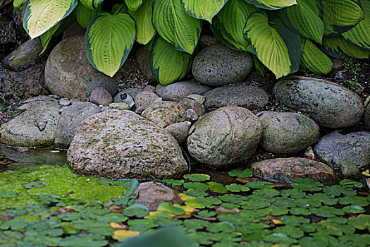 石头,水塘,植物,生境