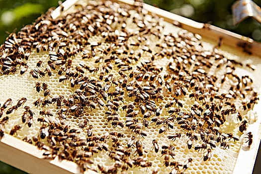 蜂巢,木框,遮盖,蜜蜂