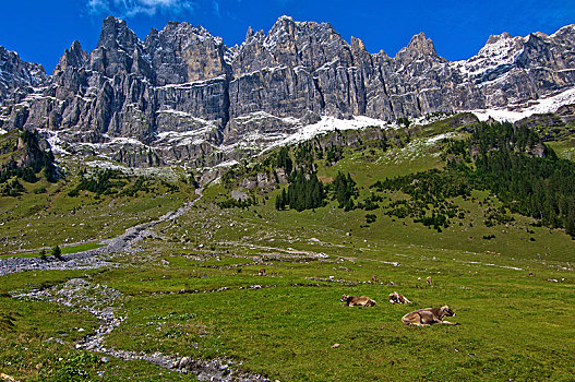 牛,放牧,夏天,草场,山,高山,瑞士,欧洲