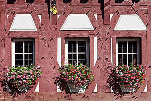 花,窗户,市政厅,巴登符腾堡,德国,欧洲