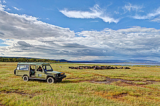 运动型多功能车,正面,非洲,水牛,非洲水牛,纳库鲁湖,纳库鲁湖国家公园,肯尼亚,东非