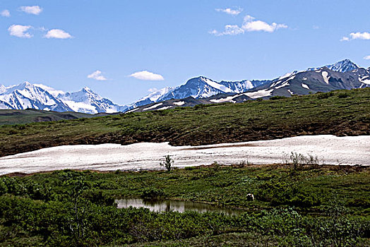 美国,阿拉斯加,德纳里峰国家公园,区域,大灰熊