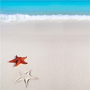 加勒比,海星,热带,沙子,青绿色,海滩