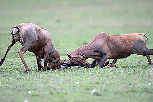 争斗,雄性,跪着,马赛马拉国家保护区,肯尼亚,非洲