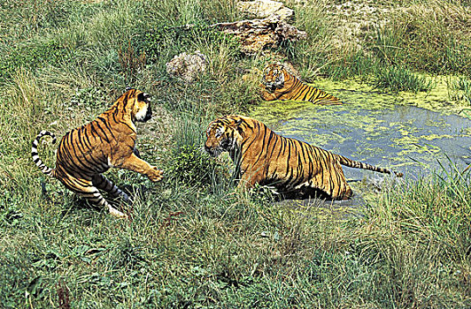 孟加拉虎,虎,站在水中