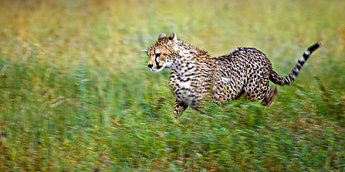 印度豹,猎豹,跑,塞伦盖蒂国家公园,坦桑尼亚,非洲