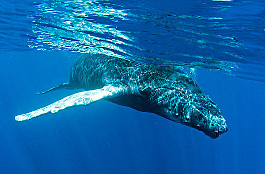 驼背鲸,大翅鲸属,鲸鱼,水下,特克斯和凯科斯群岛