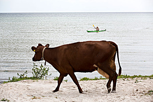 母牛,沙滩
