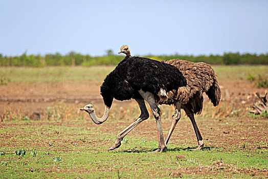 有趣,南非,鸵鸟,鸵鸟属,骆驼,成年,动物,一对,跑,克鲁格国家公园,非洲