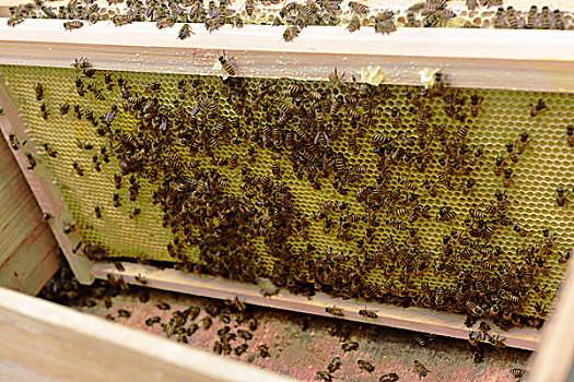 蜜蜂养殖取蜂蜜