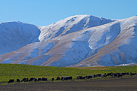 母牛,山,靠近,中心,奥塔哥,南岛,新西兰