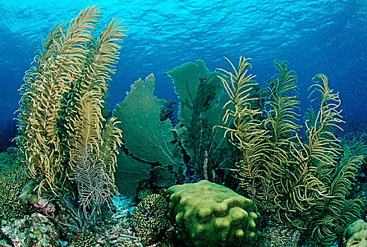 加勒比海,珊瑚礁,博奈尔岛,荷属列斯群岛