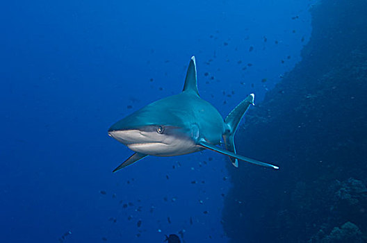 银鳍鲨,湾,巴布亚新几内亚