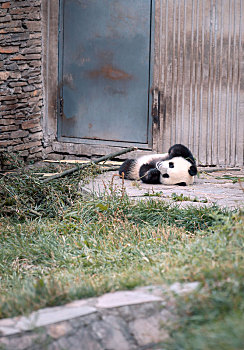 中国四川卧龙国宝中华大熊猫