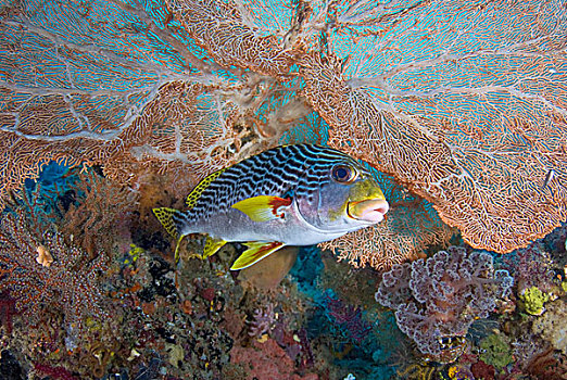 印度尼西亚,四王群岛,排列,鱼,靠近,海扇,珊瑚