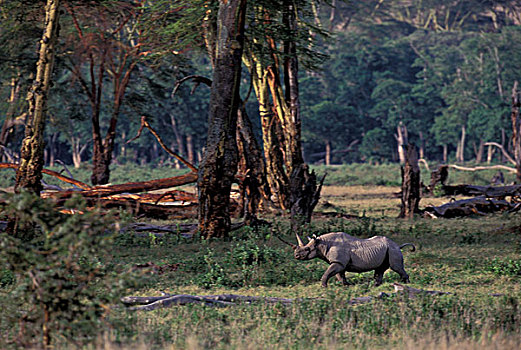 非洲,坦桑尼亚,恩戈罗恩戈罗火山口,黑犀牛