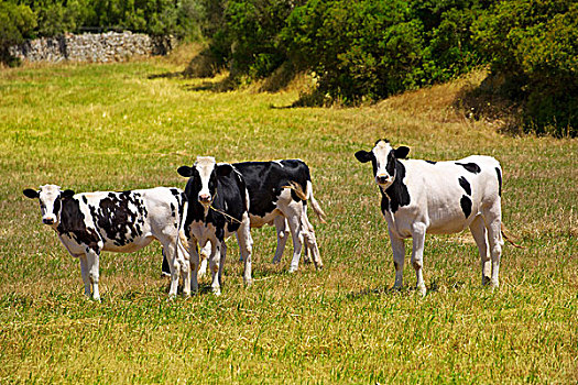 米诺卡岛,黑白花奶牛,牛,放牧,绿色,草地,巴利阿里群岛,西班牙