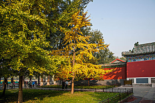 北京北海公园秋色