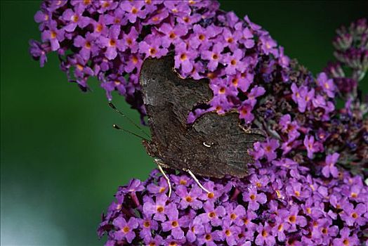 银纹多角蛱蝶,展示,花,花园,英格兰