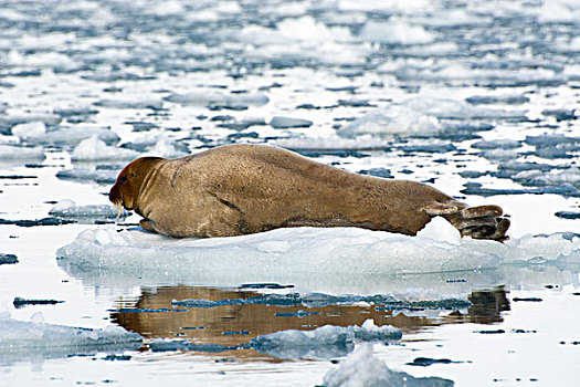 挪威,斯瓦尔巴特群岛,髯海豹,休息,浮冰
