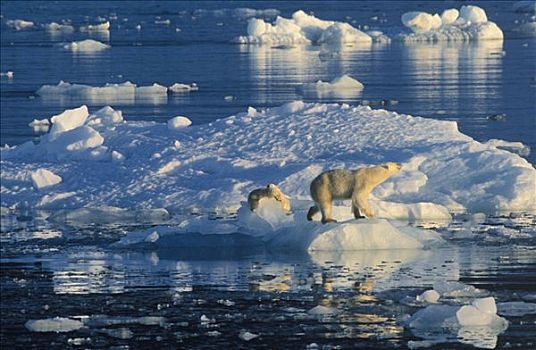 北极熊,成年,幼兽,冰,斯匹次卑尔根岛