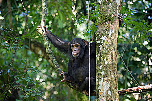 黑猩猩,类人猿,树上,西部,乌干达