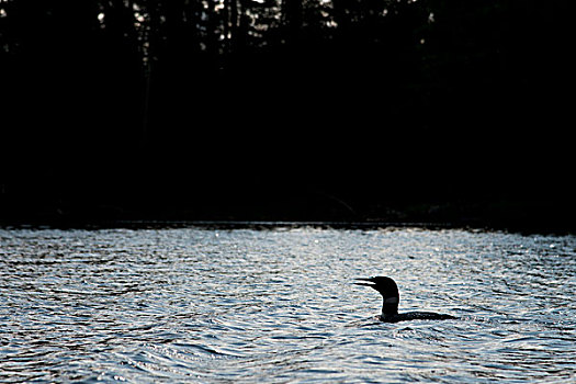潜鸟,湖,木头,安大略省,加拿大