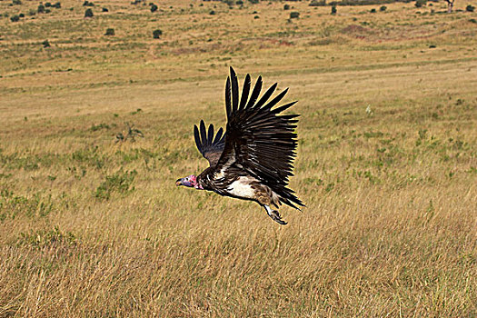肉垂秃鹫,马赛马拉,肯尼亚