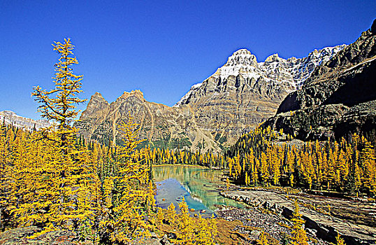 攀升,秋天,落叶松属植物,欧哈拉湖,区域,幽鹤国家公园,不列颠哥伦比亚省,加拿大
