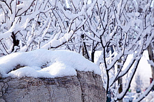 白雪覆盖着的石头和树枝