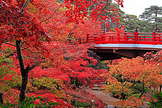 枫树,山谷,公园