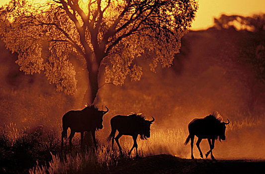 蓝色,角马,日落,卡拉哈迪大羚羊国家公园,卡拉哈里沙漠,北开普,南非