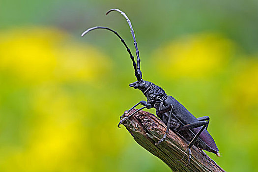 甲虫,萨克森安哈尔特,德国,欧洲