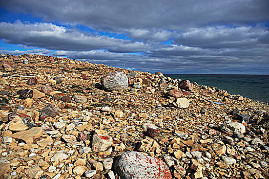 石头,苔原,西部,手臂,北极圈,海洋,区域,努纳武特,加拿大