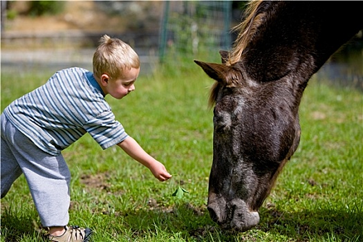 男孩,喂食,马,草场