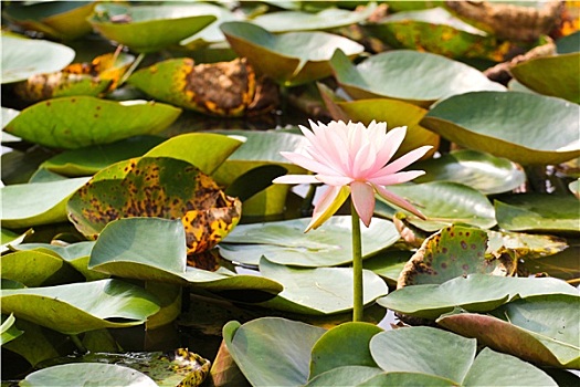 荷花,莲花,水塘