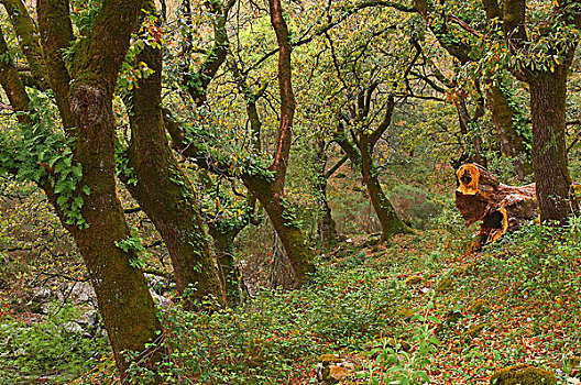 栓皮栎,西班牙栓皮栎,自然公园,马拉加省,安达卢西亚,西班牙,欧洲