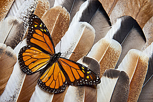 黑脉金斑蝶,土耳其,羽毛,设计